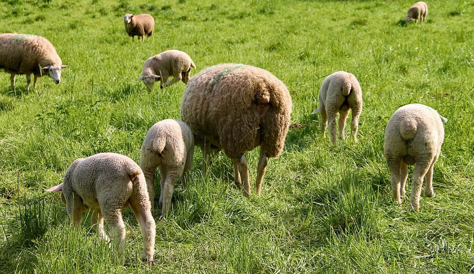 How Do Sheep Contribute to Our World